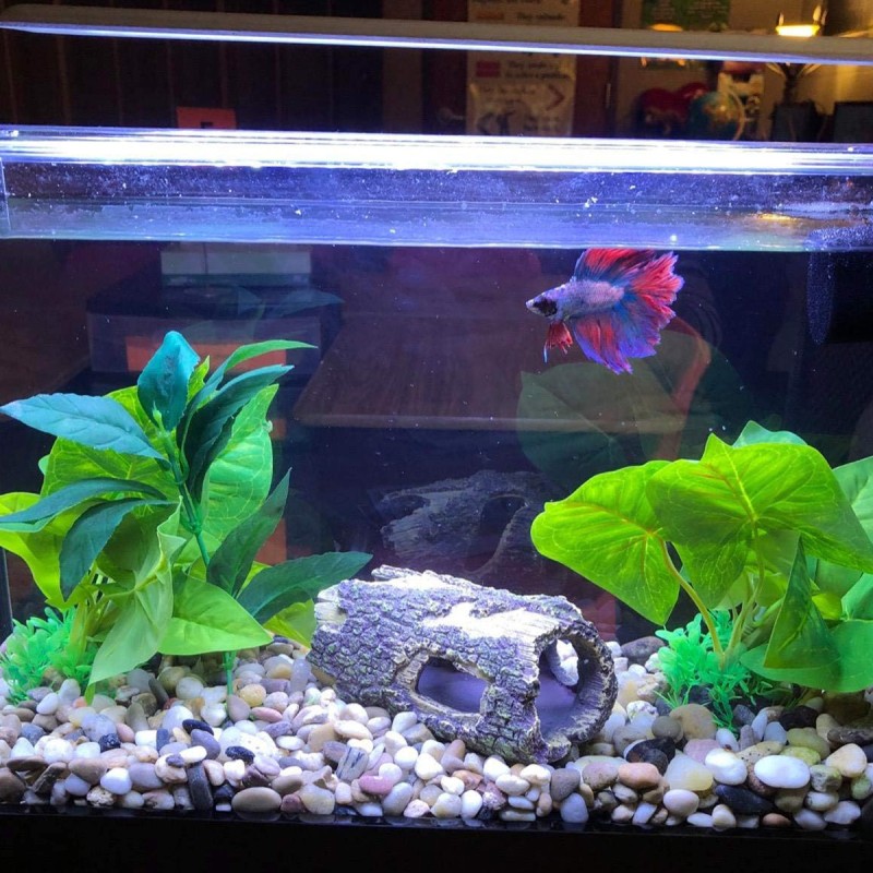 LEAP Aquarium Decorations LEAPsupplies Singapore