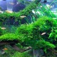 Guo Elephant Aquascaping Glue