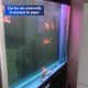 SOBO Aquarium Submersible Pump