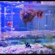 LEAP Acrylic Betta Breeding Box