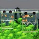 LEAP Aquarium Isolation Box